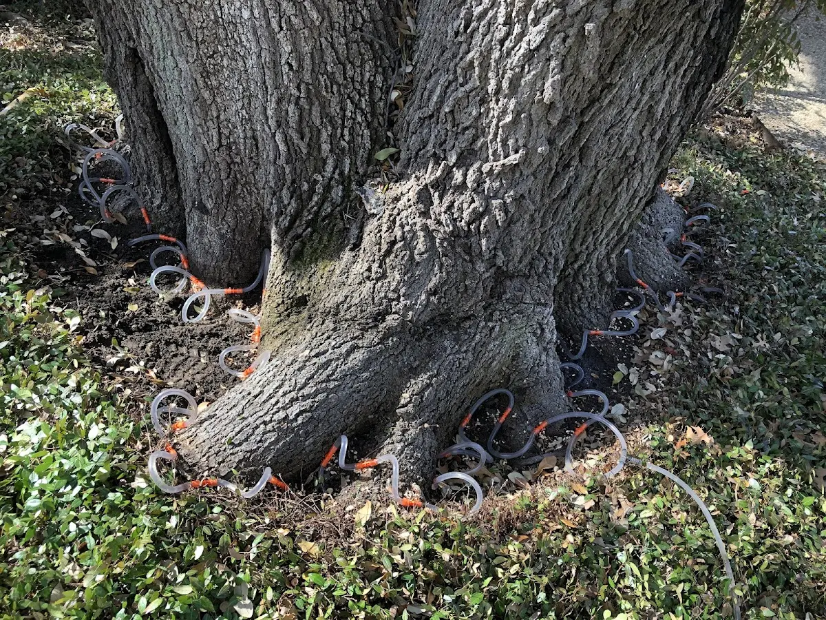 Detailed Tree Cabling and Bracing job site in Templeton